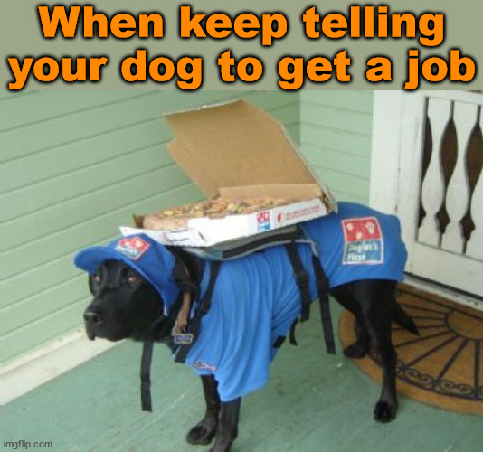 When keep telling your dog to get a job | image tagged in dogs | made w/ Imgflip meme maker