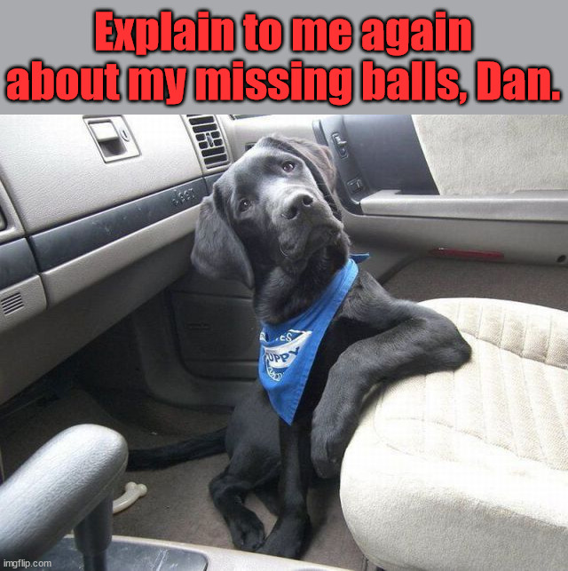 Not sure which ones he means. | Explain to me again about my missing balls, Dan. | image tagged in dogs | made w/ Imgflip meme maker