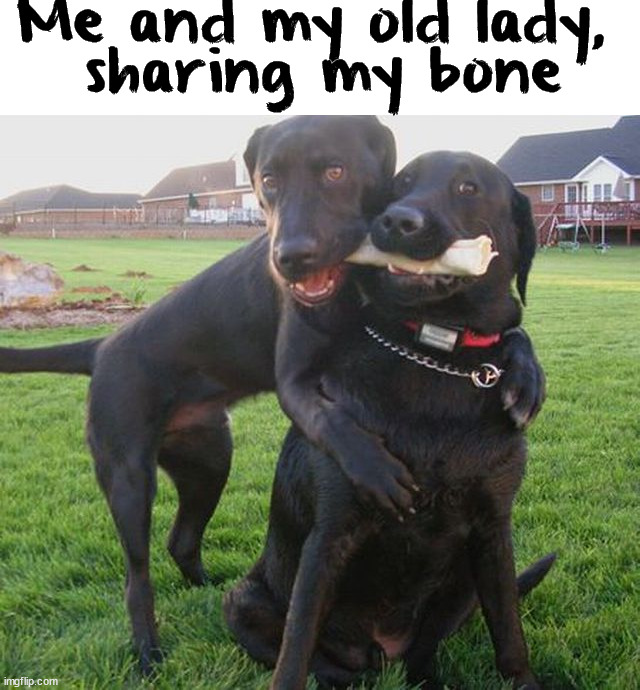 Me and my old lady, 
sharing my bone | image tagged in dogs | made w/ Imgflip meme maker