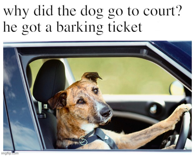 Dog Driving | why did the dog go to court?
he got a barking ticket | image tagged in dog driving,bad dog,bad dog puns,bad pun dog,funny dogs,funny memes | made w/ Imgflip meme maker