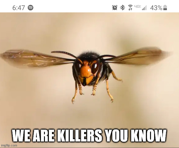 Murder hornet | WE ARE KILLERS YOU KNOW | image tagged in murder hornet | made w/ Imgflip meme maker