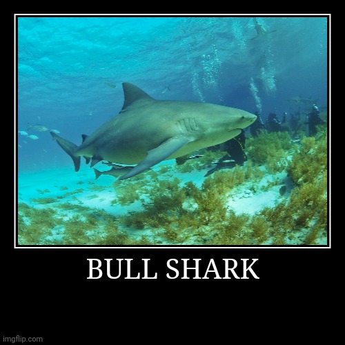 Bull Shark | image tagged in demotivationals,shark | made w/ Imgflip demotivational maker