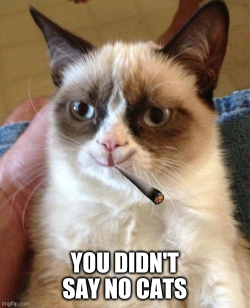 Happy grumpy cat | YOU DIDN'T SAY NO CATS | image tagged in happy grumpy cat | made w/ Imgflip meme maker