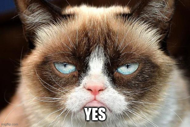 Grumpy Cat Not Amused Meme | YES | image tagged in memes,grumpy cat not amused,grumpy cat | made w/ Imgflip meme maker