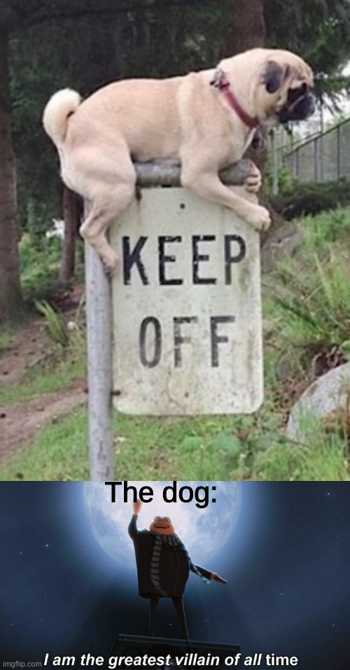 Haha sign cant stop me | The dog: | image tagged in i am the greatest villain of all time,dogs,funny,not really a gif,memes,doggos | made w/ Imgflip meme maker
