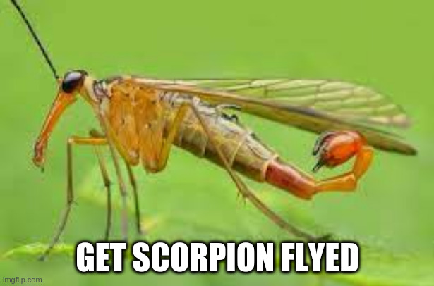 GET SCORPION FLYED | made w/ Imgflip meme maker