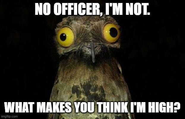 What makes you think that? | NO OFFICER, I'M NOT. WHAT MAKES YOU THINK I'M HIGH? | image tagged in high,owl,bug eyed,appear stoned | made w/ Imgflip meme maker