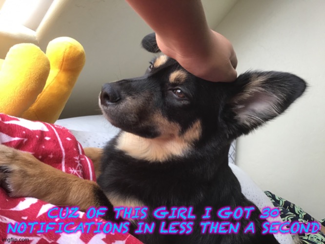 Still counting | CUZ OF THIS GIRL I GOT 30 NOTIFICATIONS IN LESS THEN A SECOND | image tagged in pet dog | made w/ Imgflip meme maker