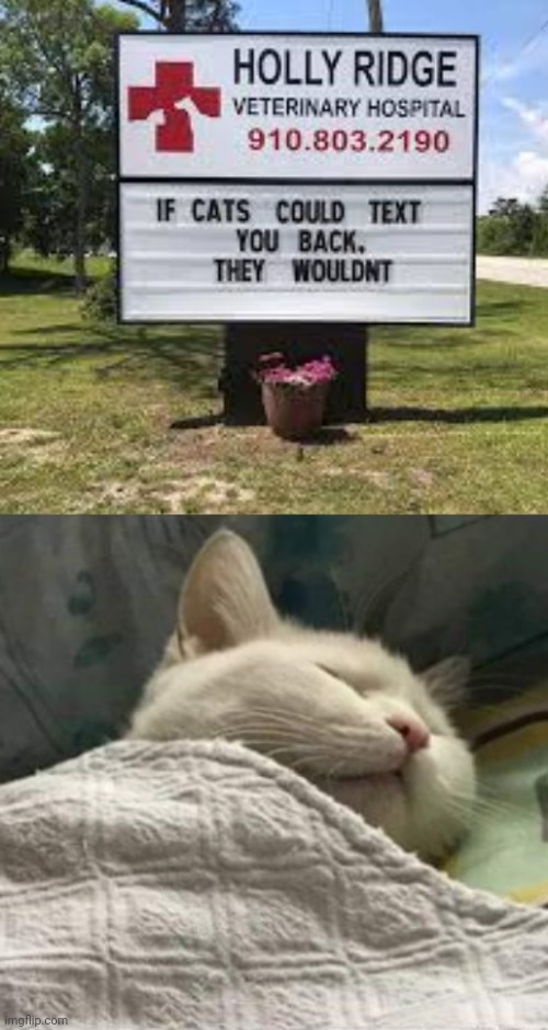image tagged in cat sleeping blanket r | made w/ Imgflip meme maker