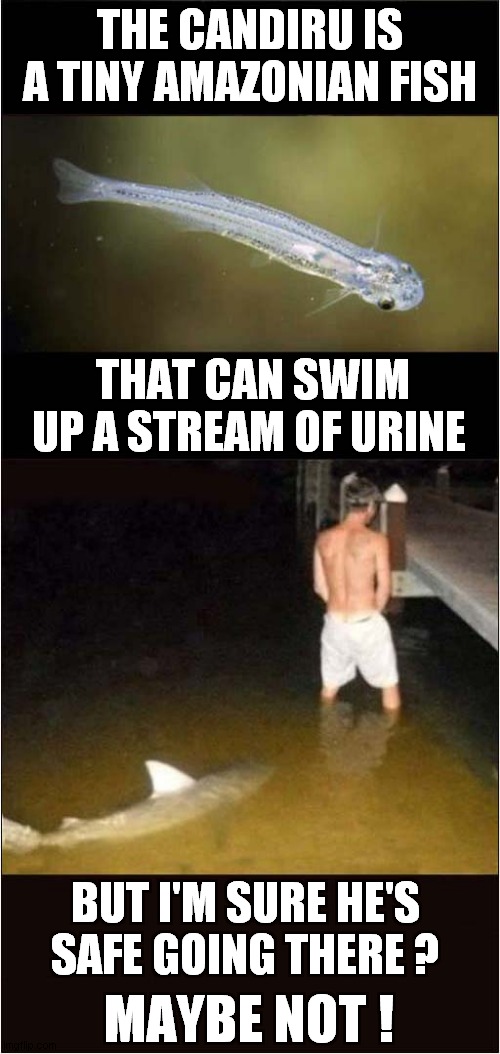 Candiru Vs Shark Fate ? | THE CANDIRU IS A TINY AMAZONIAN FISH; THAT CAN SWIM UP A STREAM OF URINE; MAYBE NOT ! BUT I'M SURE HE'S SAFE GOING THERE ? | image tagged in fish,urine,shark,danger | made w/ Imgflip meme maker