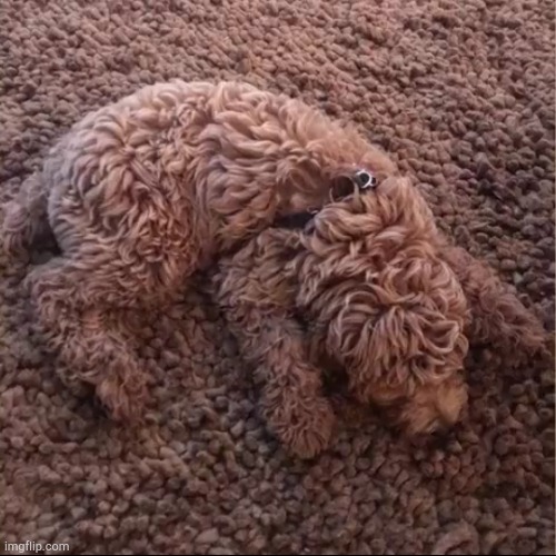 I see no dog just a carpet | image tagged in disguise,dogs,invisible | made w/ Imgflip meme maker