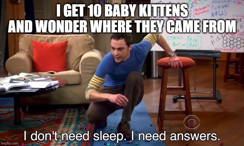 I don't need sleep I need answers | I GET 10 BABY KITTENS AND WONDER WHERE THEY CAME FROM | image tagged in i don't need sleep i need answers,cats | made w/ Imgflip meme maker