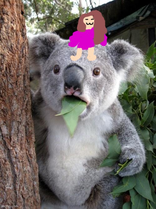 Emily Meets the Koalas | image tagged in memes,surprised koala | made w/ Imgflip meme maker