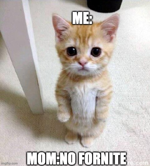 follow | ME:; MOM:NO FORNITE | image tagged in memes,cute cat | made w/ Imgflip meme maker