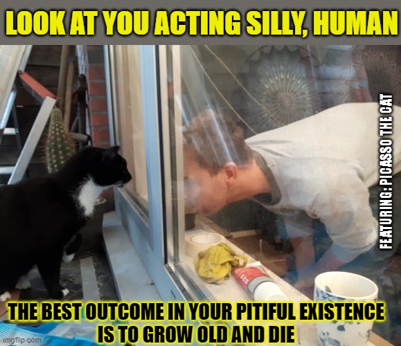 What's the best men can hope for? | LOOK AT YOU ACTING SILLY, HUMAN; FEATURING: PICASSO THE CAT; THE BEST OUTCOME IN YOUR PITIFUL EXISTENCE
IS TO GROW OLD AND DIE | image tagged in lolcat,food for thought,think about it,silly | made w/ Imgflip meme maker