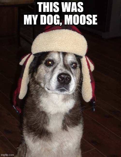 hunting dog | THIS WAS MY DOG, MOOSE | image tagged in hunting dog | made w/ Imgflip meme maker