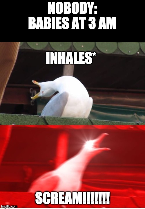 just let the neighborhood sleep! | NOBODY:
BABIES AT 3 AM; INHALES*; SCREAM!!!!!!! | image tagged in screamin seagull,memes,funny memes,funny,yes,lol | made w/ Imgflip meme maker