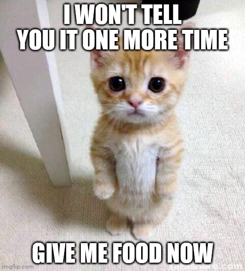 Cute Cat Meme | I WON'T TELL YOU IT ONE MORE TIME; GIVE ME FOOD NOW | image tagged in memes,cute cat | made w/ Imgflip meme maker