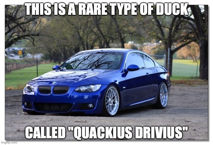 Car Duck | THIS IS A RARE TYPE OF DUCK; CALLED "QUACKIUS DRIVIUS" | image tagged in duck,car,memes | made w/ Imgflip meme maker