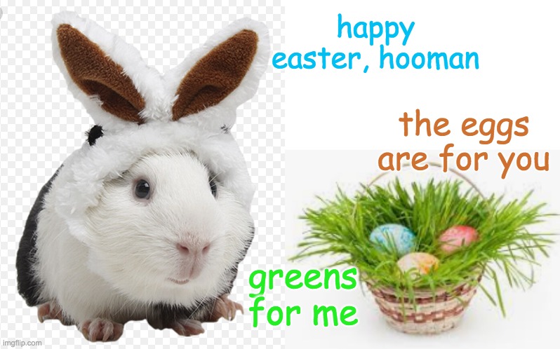 Happy Easter from the Easter Rodent | happy easter, hooman; the eggs are for you; greens for me | image tagged in guinea pig,easter,holidays,happy easter,treats | made w/ Imgflip meme maker