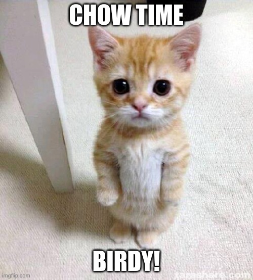 Cute Cat Meme | CHOW TIME BIRDY! | image tagged in memes,cute cat | made w/ Imgflip meme maker