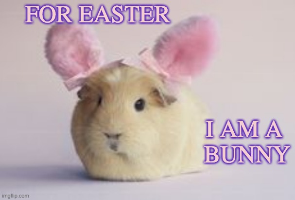Who says it's just for rabbits? Happy Easter! | FOR EASTER; I AM A 
BUNNY | image tagged in easter,happy easter,rabbit,guinea pig,holidays | made w/ Imgflip meme maker