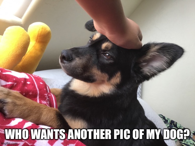 I’m bored so yeh.... | WHO WANTS ANOTHER PIC OF MY DOG? | image tagged in pet dog | made w/ Imgflip meme maker