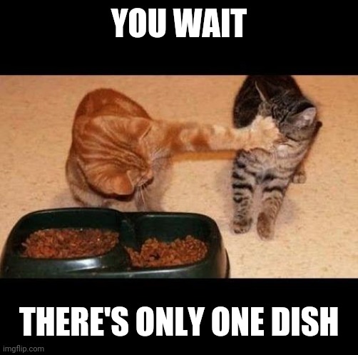 cats share food | YOU WAIT; THERE'S ONLY ONE DISH | image tagged in cats share food | made w/ Imgflip meme maker