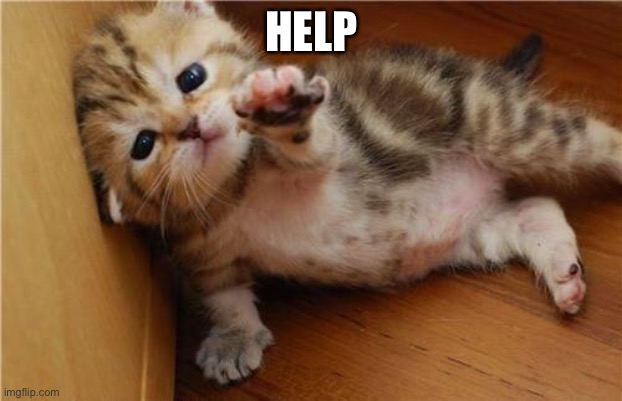 Help Me Kitten | HELP | image tagged in help me kitten | made w/ Imgflip meme maker