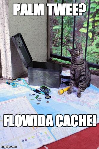 GEOCAT | PALM TWEE? FLOWIDA CACHE! | image tagged in geocat | made w/ Imgflip meme maker