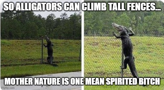 SO ALLIGATORS CAN CLIMB TALL FENCES... MOTHER NATURE IS ONE MEAN SPIRITED BITCH | image tagged in alligator | made w/ Imgflip meme maker