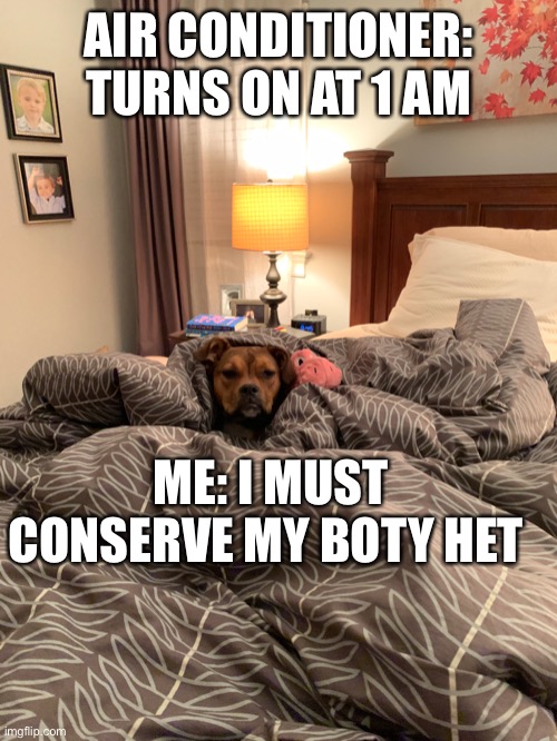 Doggo | AIR CONDITIONER: TURNS ON AT 1 AM; ME: I MUST CONSERVE MY BOTY HET | image tagged in doggos | made w/ Imgflip meme maker