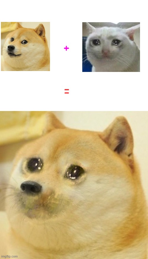 doge + crying cat | +; = | image tagged in blank white template,crying doge | made w/ Imgflip meme maker