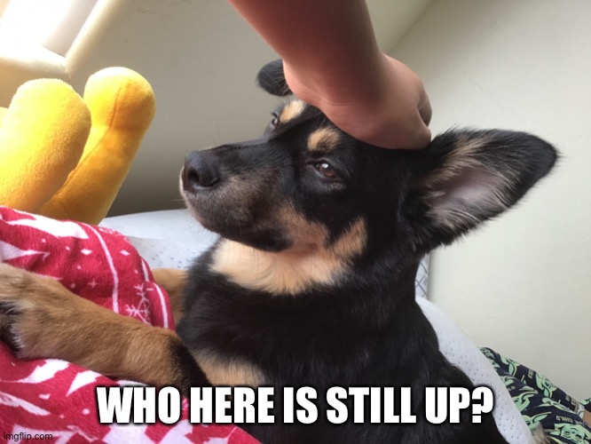 Pet dog | WHO HERE IS STILL UP? | image tagged in pet dog | made w/ Imgflip meme maker
