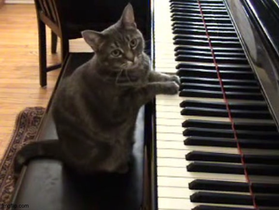 cat piano | image tagged in cat piano | made w/ Imgflip meme maker