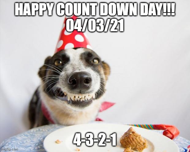 birthday dog | HAPPY COUNT DOWN DAY!!!
04/03/21; 4-3-2-1 | image tagged in birthday dog | made w/ Imgflip meme maker