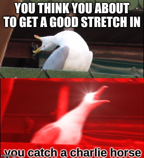 they hurt so bad i get them in my feet like once every 8 months | YOU THINK YOU ABOUT TO GET A GOOD STRETCH IN; you catch a charlie horse | image tagged in screaming bird | made w/ Imgflip meme maker