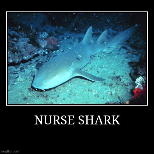 Nurse Shark | image tagged in demotivationals,shark | made w/ Imgflip demotivational maker