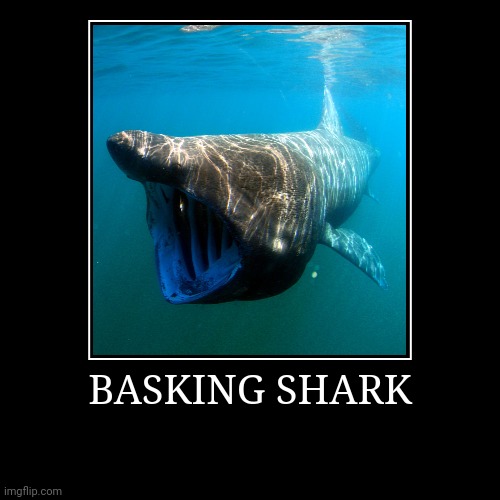 Basking Shark | image tagged in demotivationals,shark | made w/ Imgflip demotivational maker