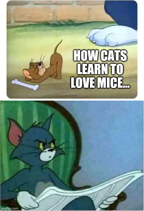 HOW CATS LEARN TO LOVE MICE... | image tagged in jerry ass to tom,tom newspaper original | made w/ Imgflip meme maker