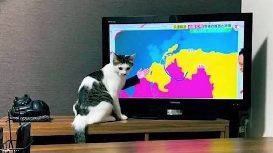 who said a cat can't be a weather reporter | image tagged in cats,weatherman,lol | made w/ Imgflip meme maker