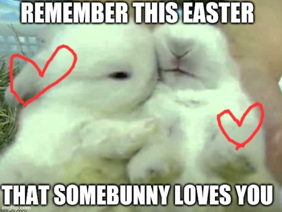UwU | image tagged in cute,bunny,bunnies,easter,love | made w/ Imgflip meme maker