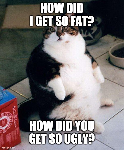 fat cat | HOW DID I GET SO FAT? HOW DID YOU GET SO UGLY? | image tagged in fat cat | made w/ Imgflip meme maker