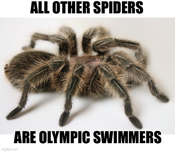Tarantula | ALL OTHER SPIDERS ARE OLYMPIC SWIMMERS | image tagged in tarantula | made w/ Imgflip meme maker