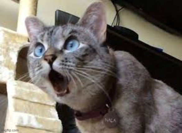 Surprised cat | image tagged in surprised cat | made w/ Imgflip meme maker