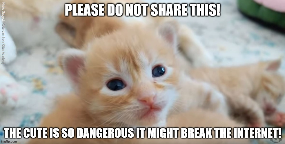 The Kind Of Cute That Kills! | image tagged in kittenacademy,cutekittens,lolcats | made w/ Imgflip meme maker