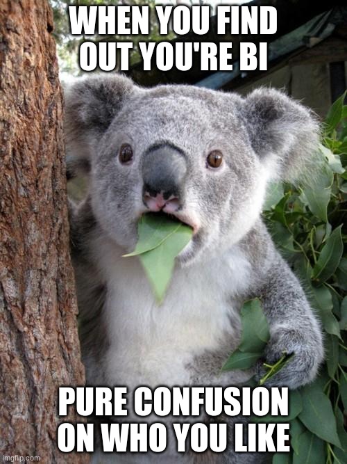 pure confusion | WHEN YOU FIND OUT YOU'RE BI; PURE CONFUSION ON WHO YOU LIKE | image tagged in memes,surprised koala | made w/ Imgflip meme maker