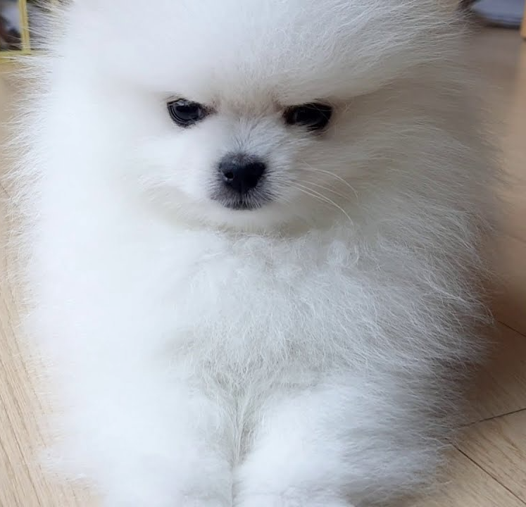 Grumpy Pomeranian Blank Meme Template