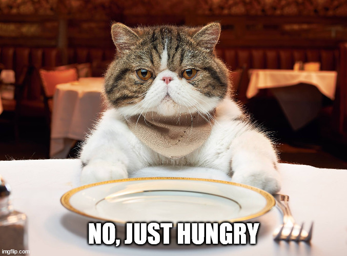 hungry cat | NO, JUST HUNGRY | image tagged in hungry cat | made w/ Imgflip meme maker