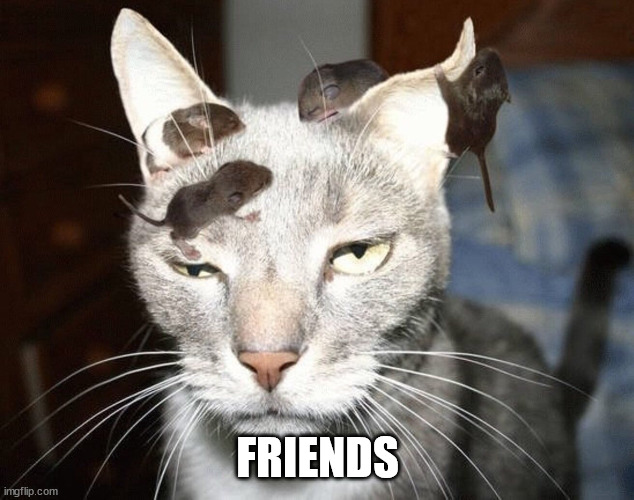 Cat and mouse | FRIENDS | image tagged in cat and mouse | made w/ Imgflip meme maker